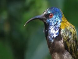 Langkah Identifikasi Burung, Kenali Lewat Suara Kicauan